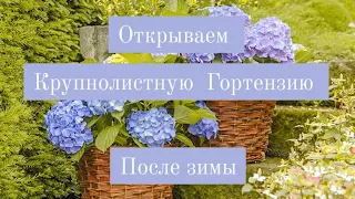 Когда открывать  и как открывать Гортензию