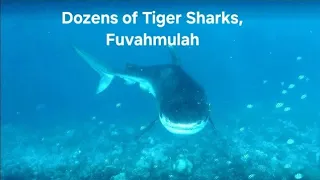 Day 3 Tiger Shark Freediving at Fuvahmulah (Maldives)