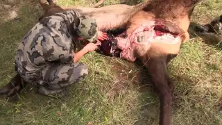 Elk Hunting:  How to Gut an Elk Part 2