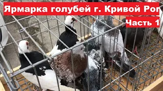 Ярмарка голубей г. Кривой Рог 24.02.2024. Ч.1