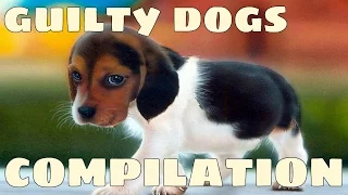 Funny Guilty Dogs Compilation 2017