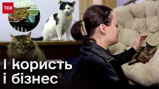 😻 Дім для покинутих котів! Підприємці з Запоріжжя рятують тварин з прифронтових територій