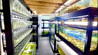 Bet You've Never Seen a Fish Room Like This!