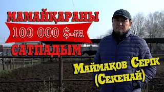 МАМАЙҚАРА | ШЕТ ЕЛ аукционы | Паспортизация | Басшыға бағыну