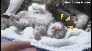 All My Kittens Opened Their Eyes So Cute | Kittens Sleeping