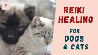 Reiki Healing for Dogs & Cats (Healing for sick pets)