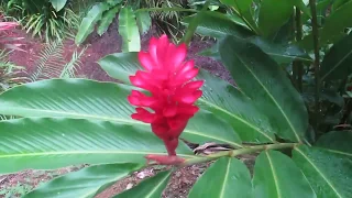 Ботанический сад. Сейшелы / Seychelles National Botanical Gardens 2019