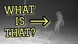 Unidentified Amarillo Object | Mystery wolfman-like creature spotted near Amarillo Zoo, Texas