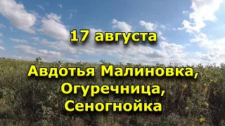 17 августа. Народный праздник. Авдотья Малиновка, Огуречница, Сеногнойка