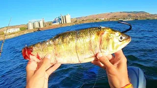 300 LB RIVER FISH EATS THIS BAIT!! (EPIC BATTLE)