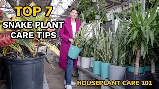 Top 7 Snake Plant Care Tips - Watering, Repotting, Soil, Fertilizing & More - Houseplant Care 101