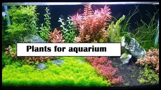 Planted Aquarium : Please help identify these aquatic plants!