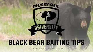 Black Bear Baiting Tips