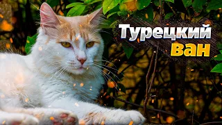 🐈Турецкий ван все о породе| Порода кошки Турецкий ван| Порода котов и кошек 2023🐈