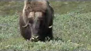 Muskox attack