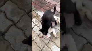 Cute Cats Mating l Crazyket Channel