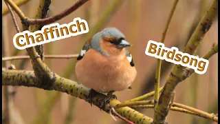 Chaffinch/The finch sings in spring/Birdsong/Sounds of nature