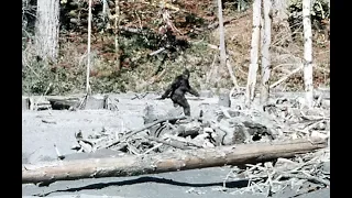 Bigfoot Documentary