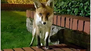 Cute fox says hello