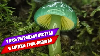 КАК НАШИ ГРИБЫ НАЗЫВАЮТ ЗА РУБЕЖОМ | ЭКСКЛЮЗИВ | Часть 2