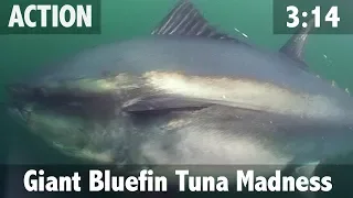 GIANT BLUEFIN TUNA MADNESS