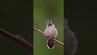 Beautiful Hummingbird and relaxing video with nature sound. HD video