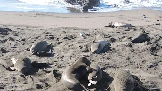 Elephant seal pups and moms. Juvenile practices approaching a female, but she is pregnant.