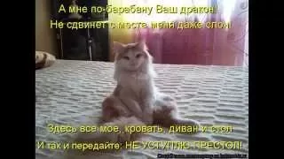 Новогодняя котоматрица