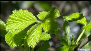 Feuille de Ronces ( LA MÛRE )  très bon pour la santé