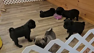 For a Good Laugh, You Gotta Watch These Pug Puppies!!  Twitter's Babies.