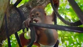 Baby Orangutan Climbs A Tree For The First Time After Getting Shot