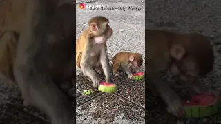 Oops! Monkey eats watermelon 16/10/2021 #Monkey #Animals #Shorts