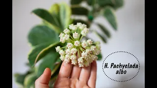 Hoya Pachyclada albo-мини обзор лианы которая имеет мощный ствол.