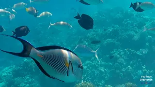 Schnorcheln am Makadi Palace Hotel, Makadi Bay, Red Sea, Rotes Meer,  Qesm Hurghada Egypt snorkeling