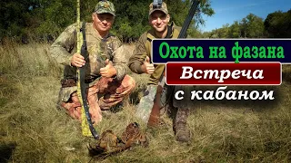 Охотились на ФАЗАНА, а встретили КАБАНА.