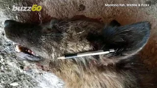 Mystery Wolf-Like Creature Killed in Montana Sent to Lab For More Testing