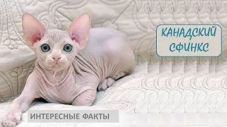 КАНАДСКИЙ СФИНКС🐈/Кошки/Животные/Интересные факты