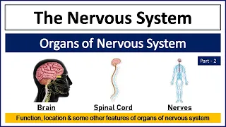 Organs of Nervous System | Brain, Spinal Cord and Nerves | Location, Function etc.