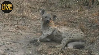 safariLIVE- Sunrise Safari - September 28, 2018