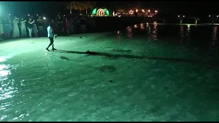 Sting ray attack maldives Stingray feeding Maldives