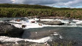 Wide angle view of brown bears fishing at McNeil River Alaska