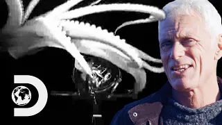 “This Giant Squid Is Taller Than A Two Storey House” | Jeremy Wade: Mysteries Of The Deep