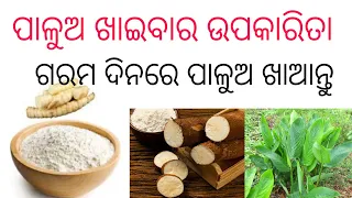 Benefit's Of Arrowroot/ପାଳୁଅ ର ଉପକାରିତା/ପାଳୁଅ ସର୍ବତ-YouTube