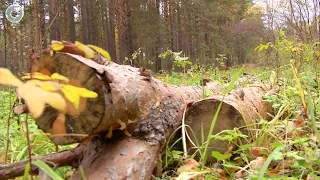 В лесах Новосибирска продолжают орудовать "чёрные лесорубы"