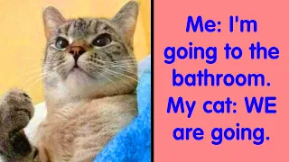 50 Funny And Relatable Cat Memes That Might Make You Want To Rescue Another Cat - cute cats