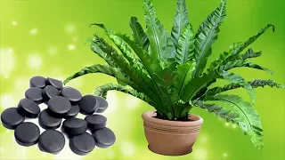 Активированный уголь – важный препарат для комнатных растений.
