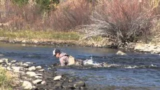 Matt Heron Reels in a Gigantic Brown Trout