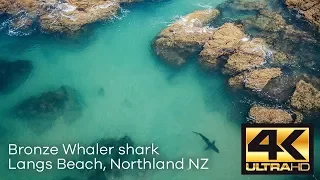 Langs Beach Bronze Whaler Shark Approach