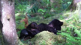 Black Bear scratching