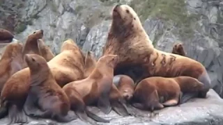 Касатки морская рыбалка Тихий Океан